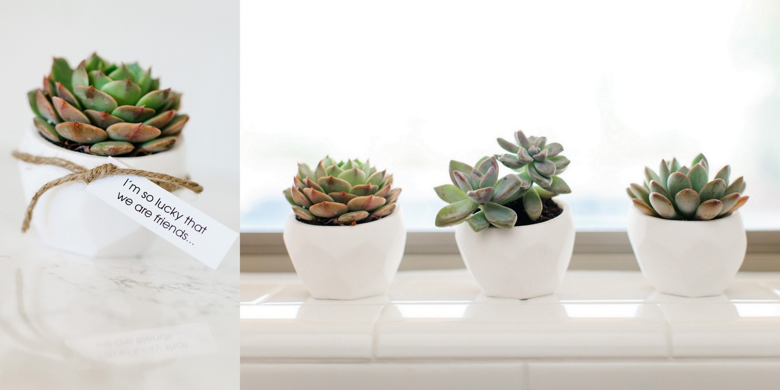 modern_succulent_pots_for_st_patricks_day_feature